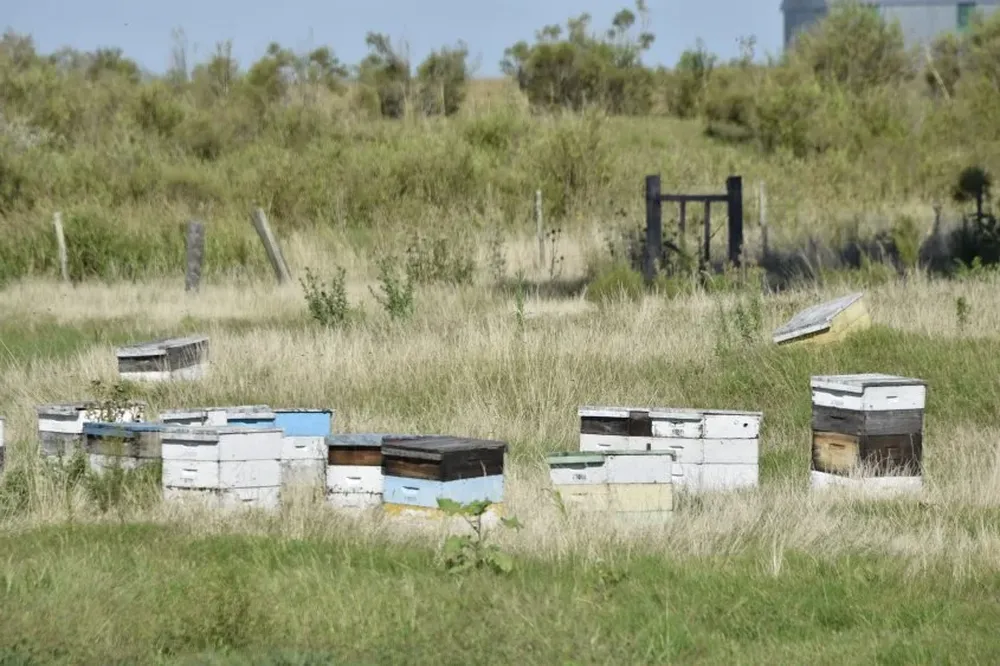 En otoño e invierno varios productores salen del país y trabajan en el hemisferio norte.