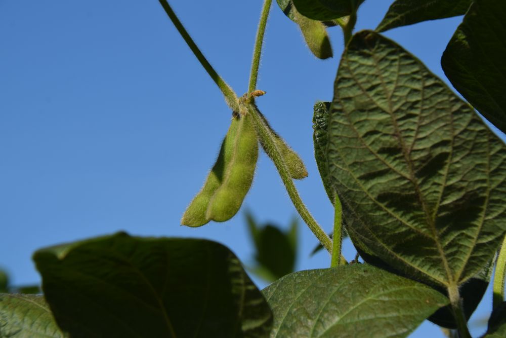 Soja: se aprontan los cultivos para una nueva cosecha en Uruguay.