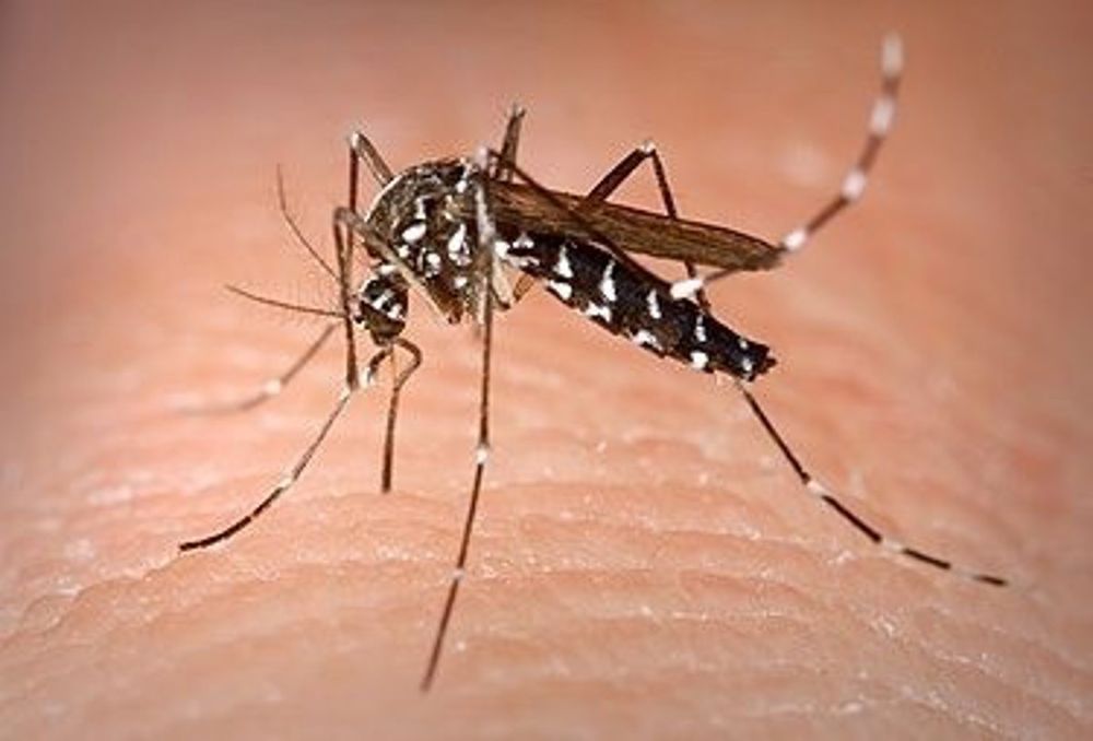 Alerta sanitaria por la propagación de un virus transmitido por un mosquito que se extiende por China. (Archivo)