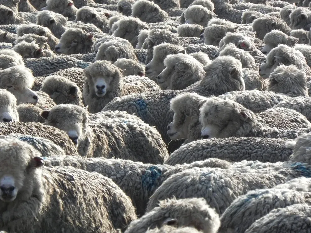 Las lanas Corriedale de buena calidad se venden en el entorno de US$ 3,50