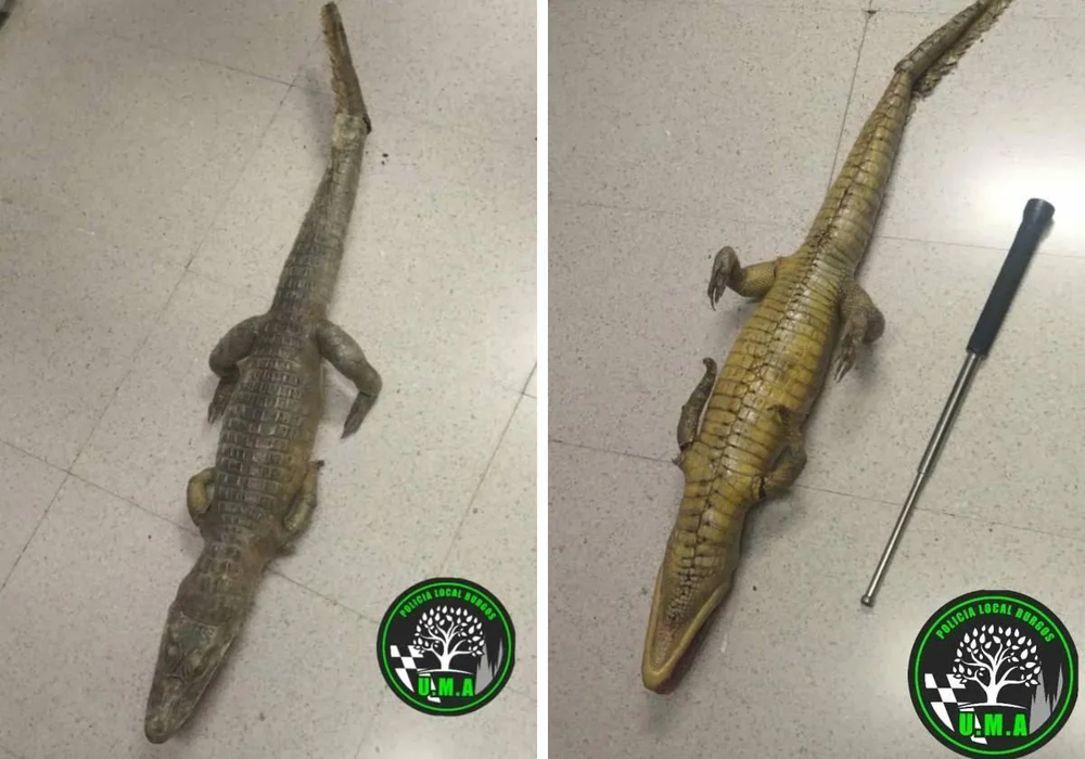 El cocodrilo encontrado por la Policía Local en el río Vena.&nbsp;