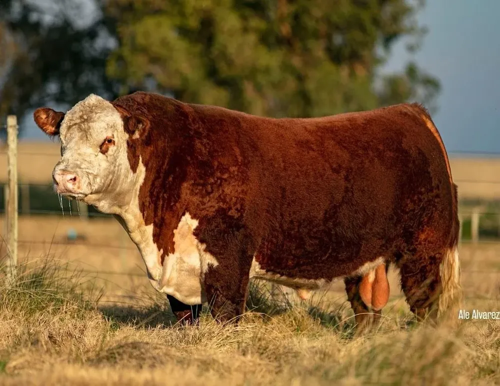 Gran Campeón Expo Durazno 2019, padre de la oferta que se venderá este viernes