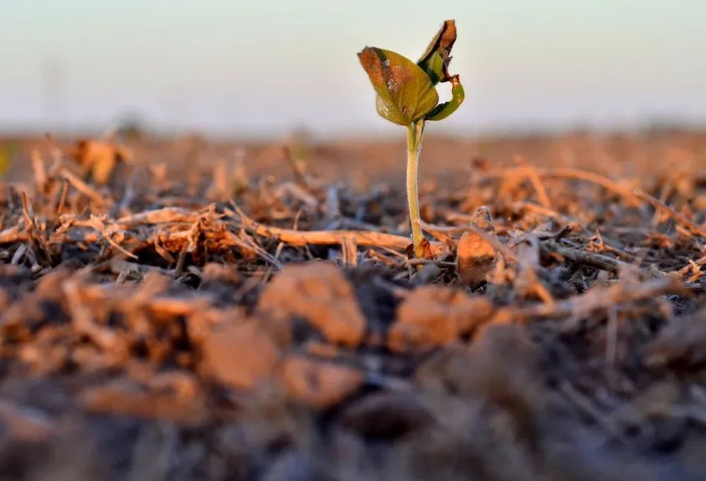 Se informará sobre genética y manejo del cultivo