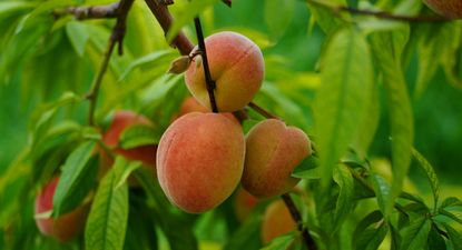 Durazno, fruta destacada en la Lista Inteligente de esta quincena.