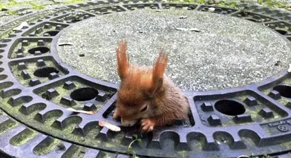 Rescatistas liberaron una ardilla roja atrapada en la tapa de una alcantarilla en Múnich, Alemania.