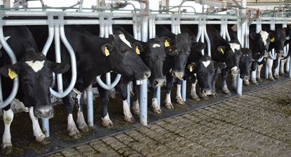 Leche: más producción y remisión desde los tambos en Uruguay.