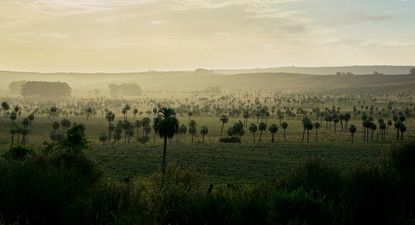 El Observador | Palmar de Rocha