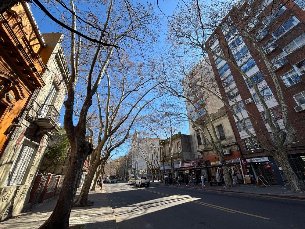 20250910 Plátanos en la Avenida Gonzalo Ramírez y Juan Jackson donde está la Facultad de Información y Comunicación