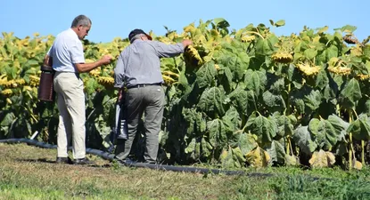 Área demostrativa, con girasol, en la Expo Rural Melilla.