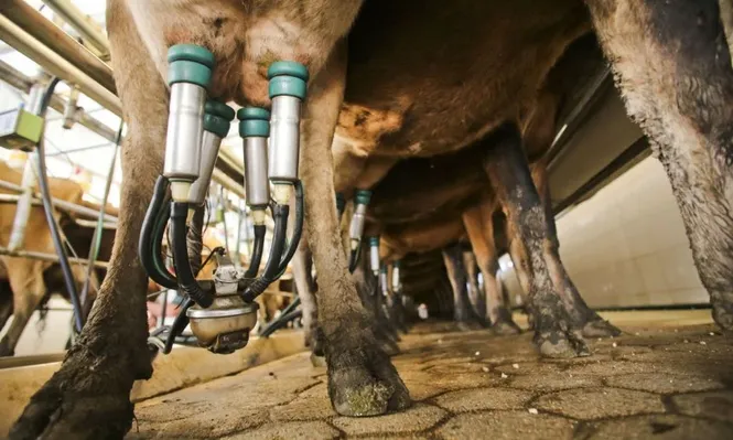 Los tambos cierran y los productores venden sus vacas