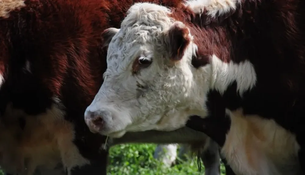 El 2022 cierra con un leve repunte de valores en el mercado ganadero.