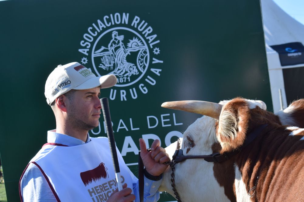 Ganadería en Uruguay: sobre el cierre de la Expo Rural del Prado trascendieron datos del nuevo relevamiento en el stock de vacunos y ovinos.