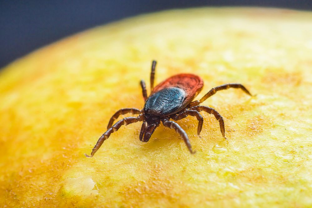 La Tribuna del Agro con foco en un tema sensible para la ganadería: la garrapata.