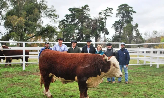 A la venta los Toros en las Sierras de Valle del Laurel