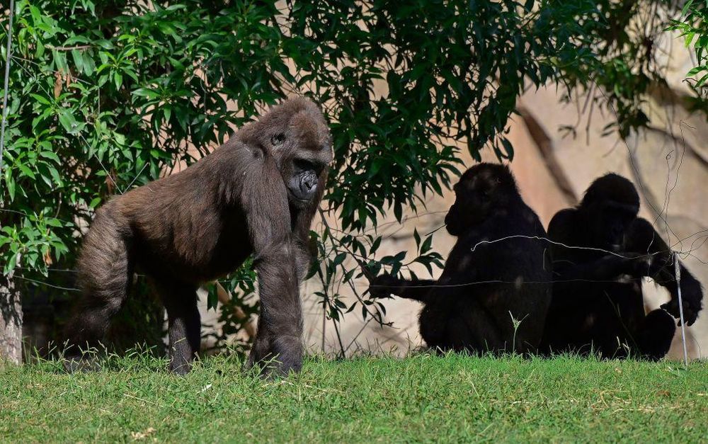 Muchos grupos de mamíferos han desarrollado testículos de diferentes tamaños.  Se encuentran testículos más grandes en las especies promiscuas y más pequeños en las monógamas.