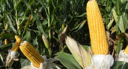 ADP - Agronegocios del Plata: precio fijo para híbridos de maíz especialmente recomendados.
