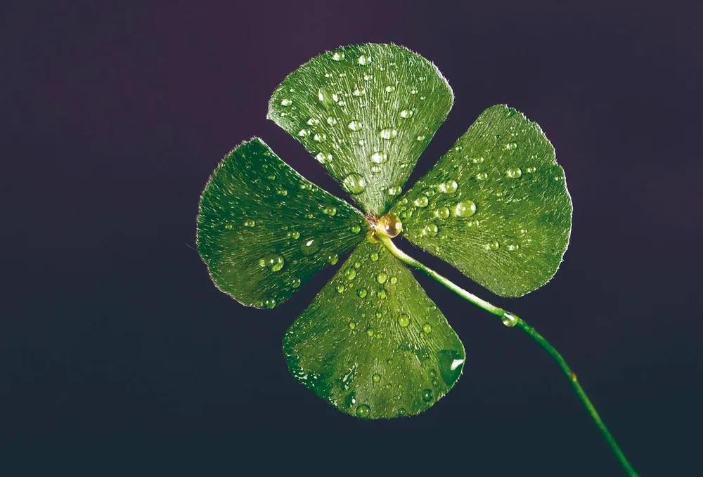 La suerte es, para algunos, una clave para el éxito en distintos ámbitos