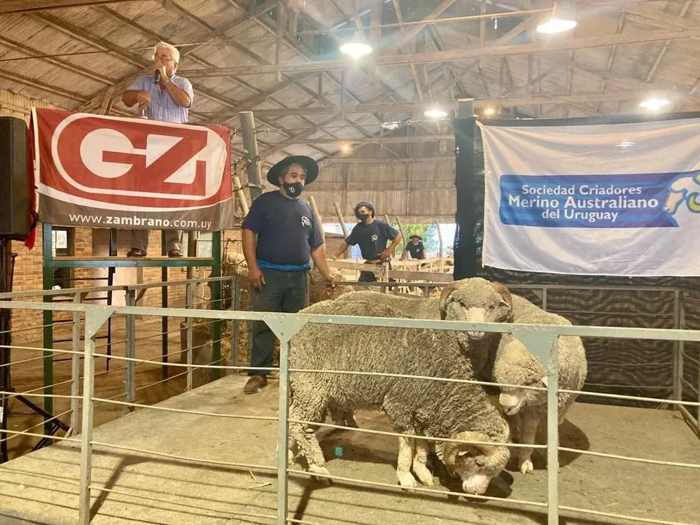 Zambrano rematará en el Día del Merino.