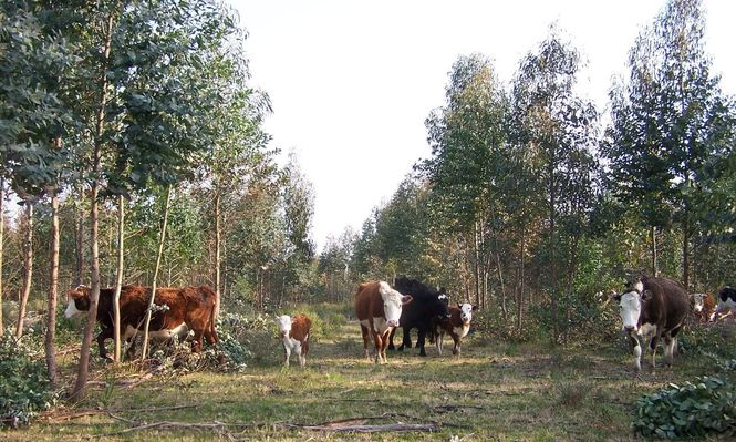 Los secretos detrás del matrimonio entre la vaca y el árbol