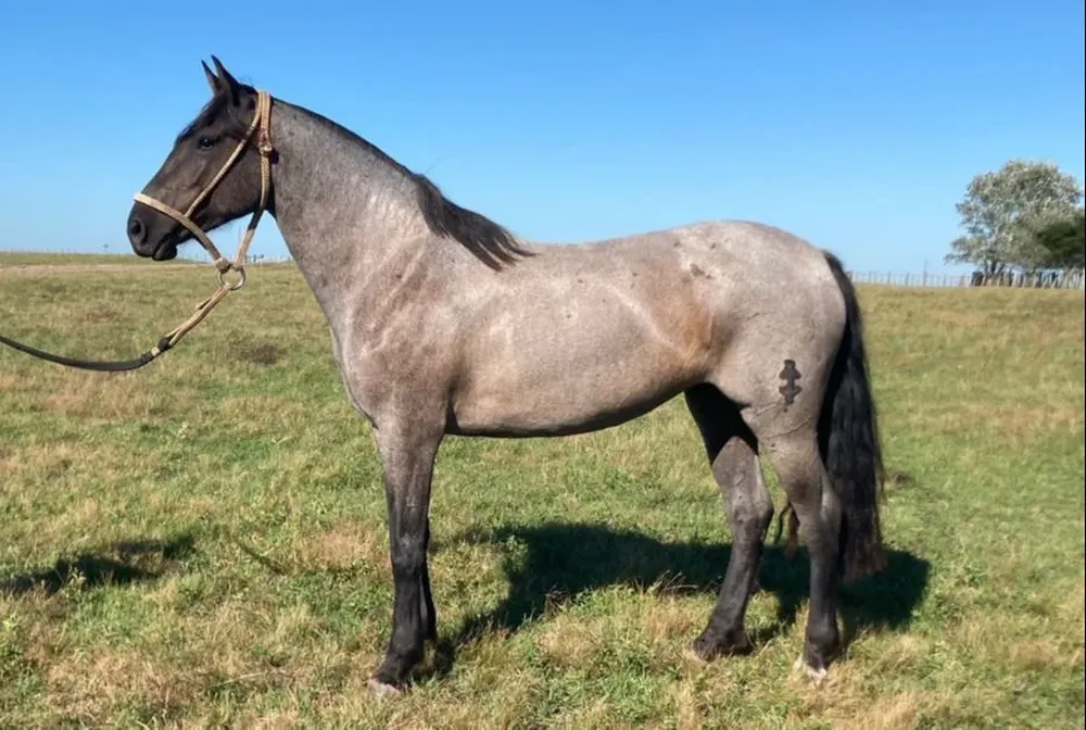 Murta LI, la yegua que Lacalle Pou le regaló al emir de Qatar