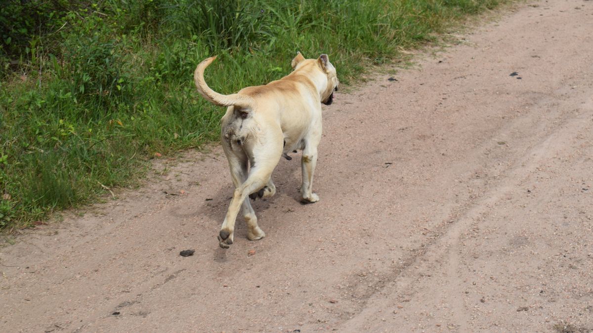 Detalles del plan para bajar la población de perros en el campo y las ciudades propuesto por Federación Rural