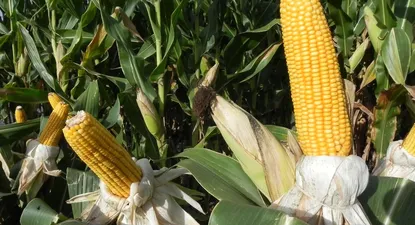 El organismo destacó que 40% de los beneficiados serán mujeres