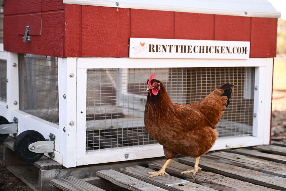 Gallinas: un ejemplar pasa junto a un gallinero portátil en una granja donde se crían como parte del servicio Rent The Chicken en Agua Dulce, California.