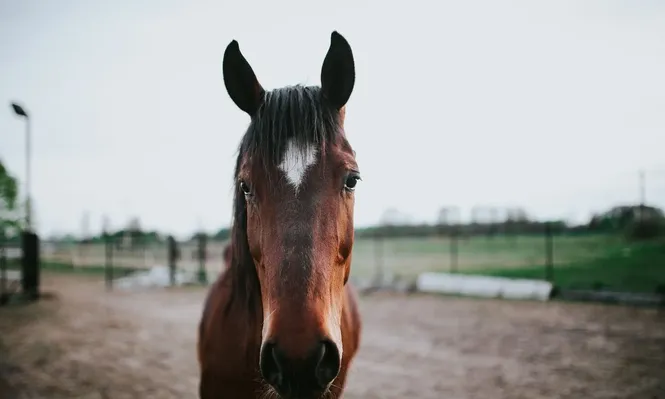 Se detectó el primer caso de encefalitis equina en Uruguay: ¿se transmite a humanos?