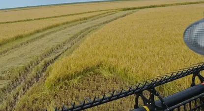 El Observador | Tercer año de caída para el área arrocera