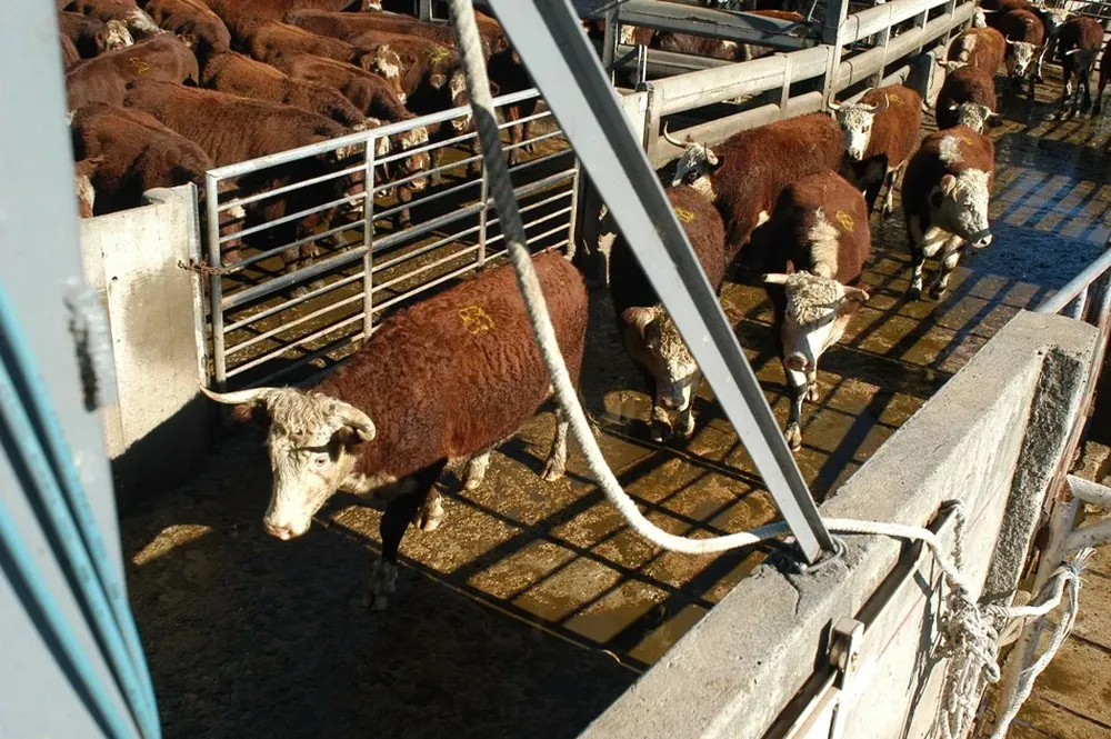 Federación Rural preocupada por una caída en el valor de las haciendas, consecuencia del conflicto en los frigoríficos entre trabajadores y empresarios; hubo varios paros sorpresivos e incluso muchos lotes debieron regresar a los campos.