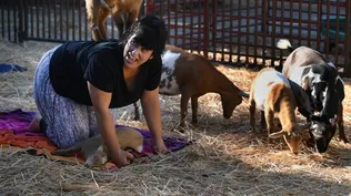 Yoga con cabras: el emprendimiento con el que una mujer facturó US$ 160.000 en un año