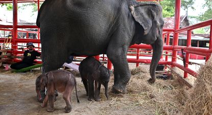 video: asi fue el nacimiento de dos elefantes gemelos en tailandia