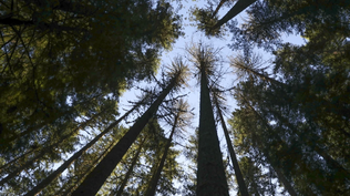 Trump autoriza a talar bosques nacionales para aumentar la producción de madera y genera indignación entre ecologistas