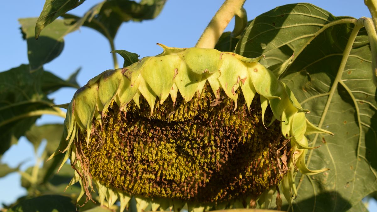 El girasol vuelve por la revancha y es la estrella de los cultivos de verano