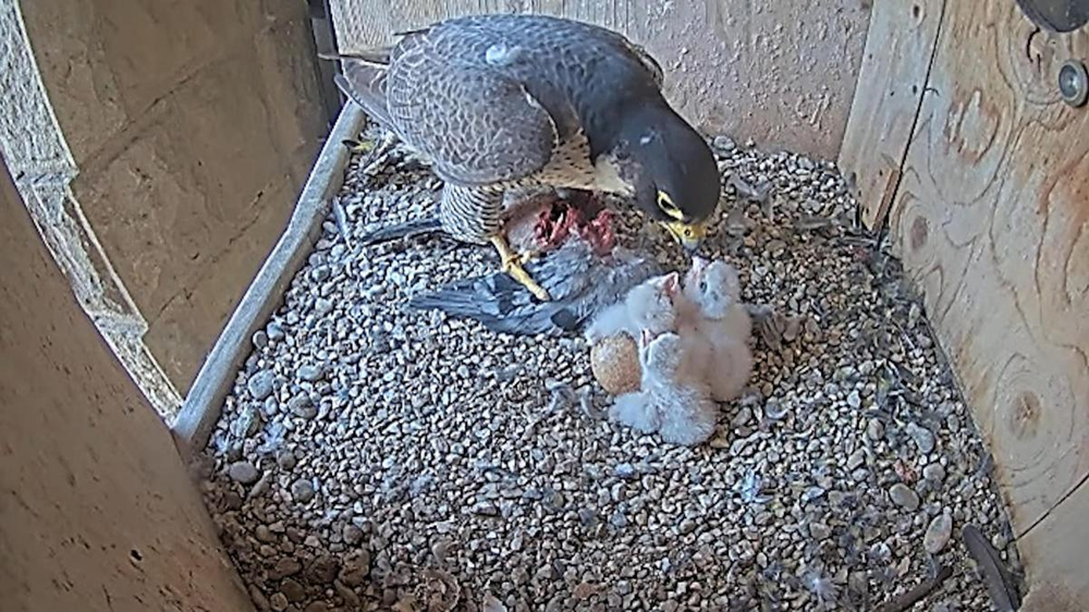 La familia de halcones peregrinos en lo alto de la Sagrada Familia.&nbsp;