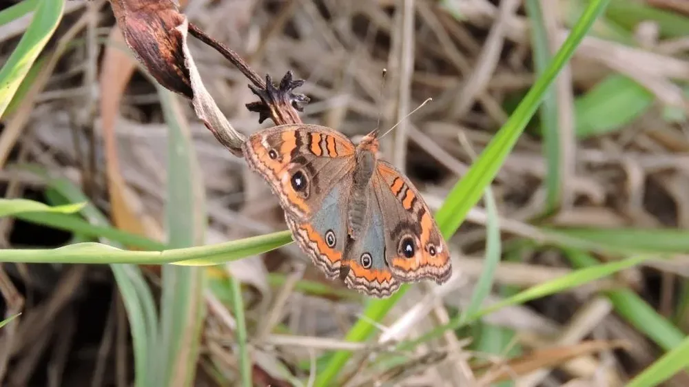 Invasión de mariposas en la Ciudad de Buenos Aires y alrededores