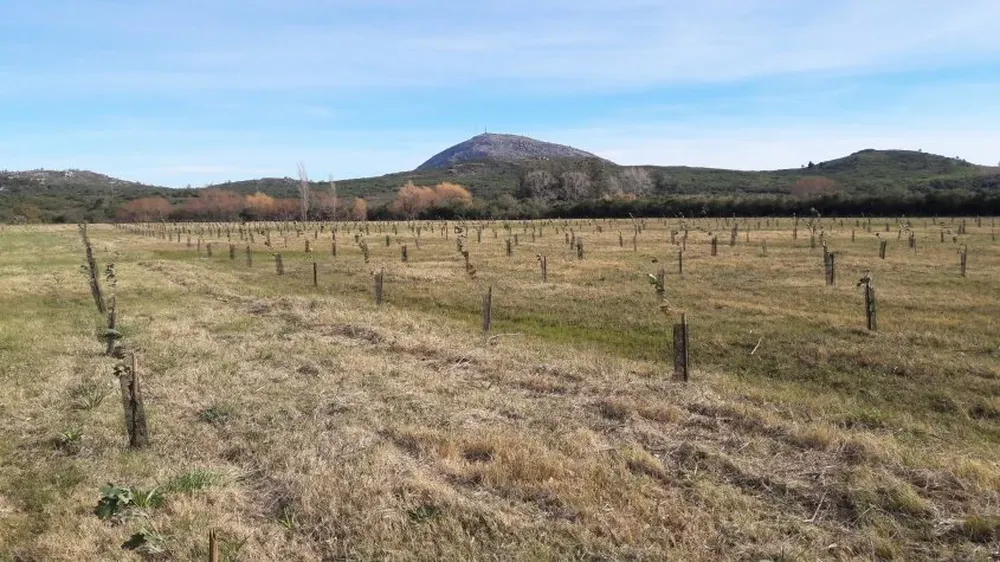 Un monte recién instalado, en un campo de Maldonado.