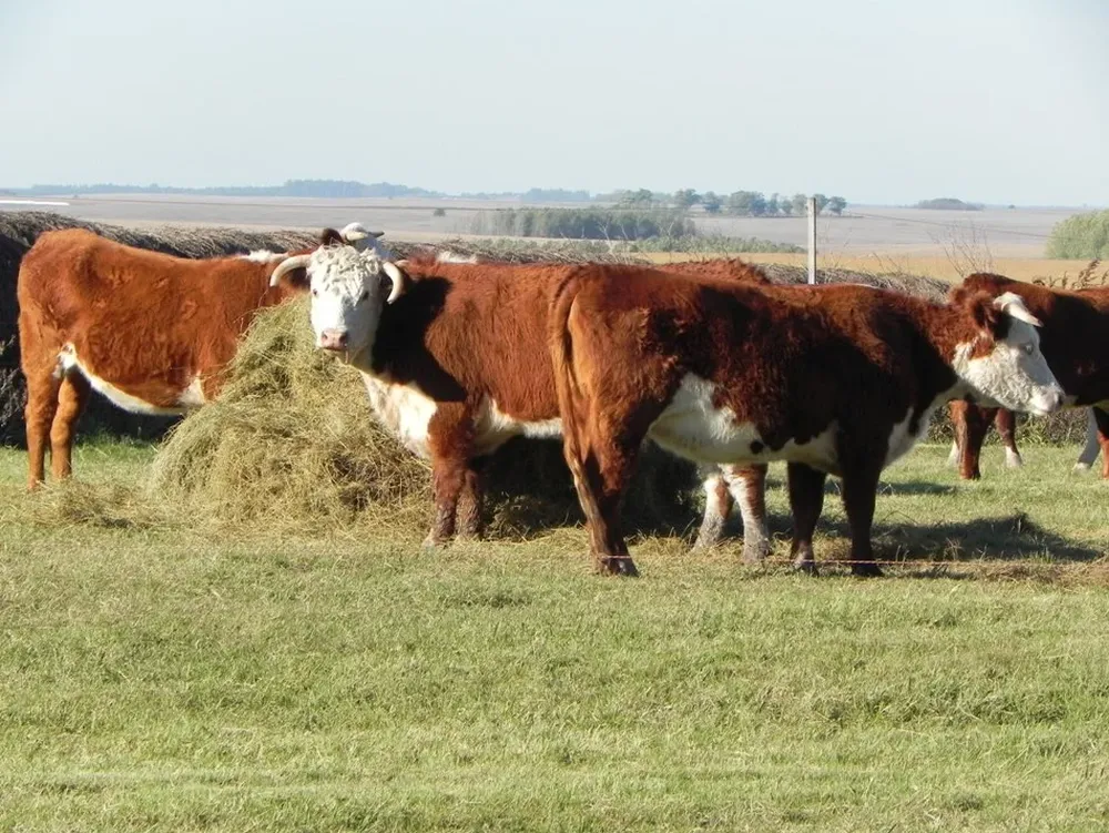 El año comenzó con muy pocos negocios de haciendas para el campo