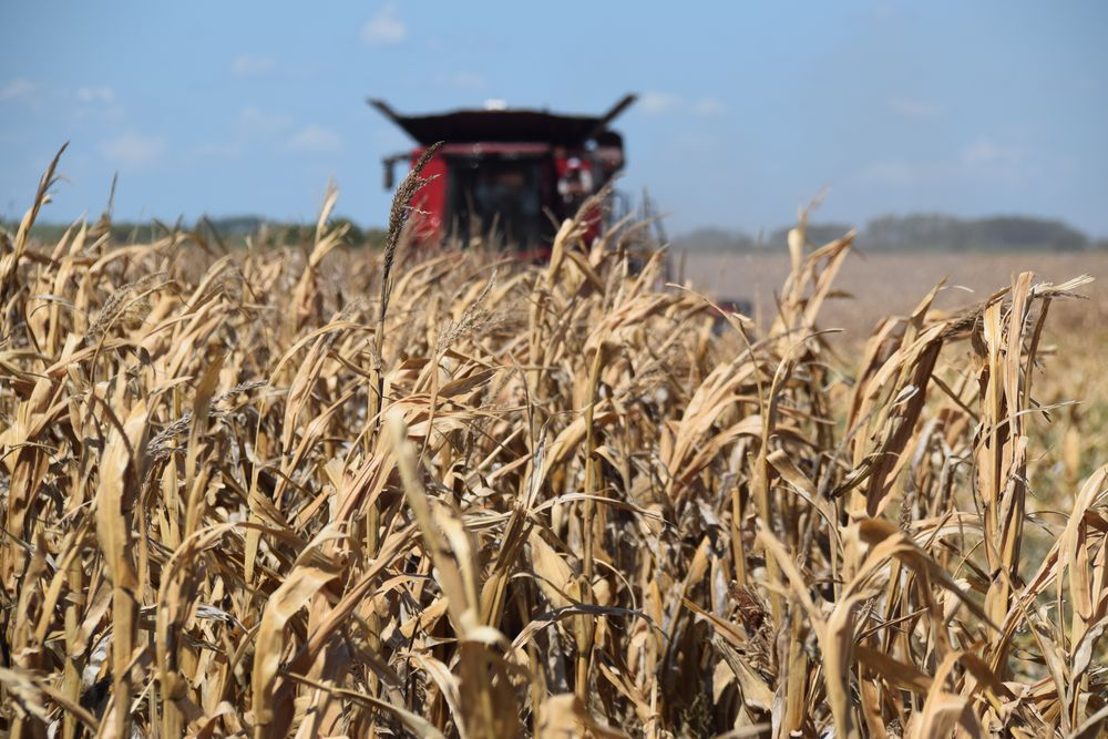 Maquinaria agrícola: cosecha de maíz en un campo en Soriano.