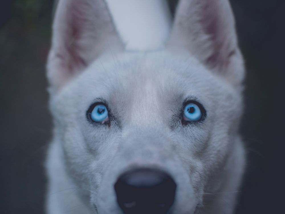 El tratamiento temprano del glaucoma en perros puede prevenir la pérdida de visión. &nbsp;