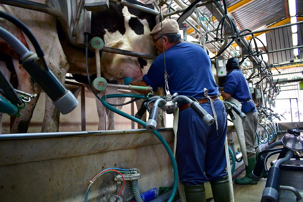 Inale difundió nuevos datos sobre remisión de leche.