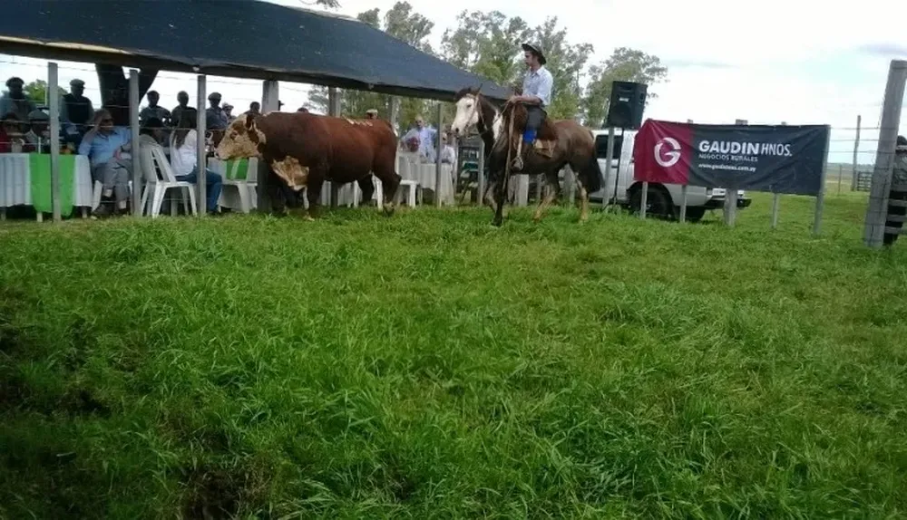 El remate se realizó este miércoles en la cabaña, en Salto