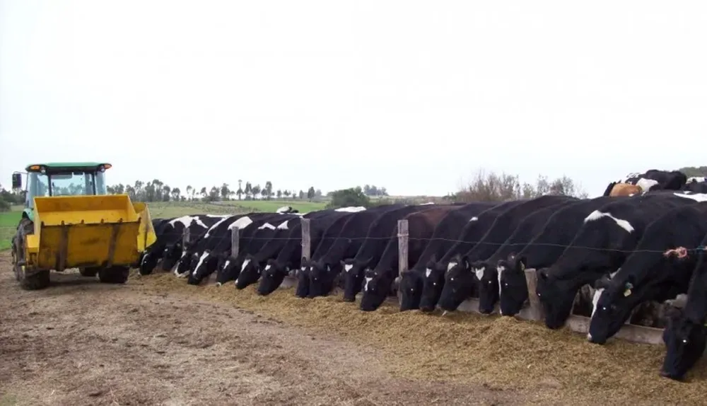 Productores lecheros están afectados por los precios y por el clima