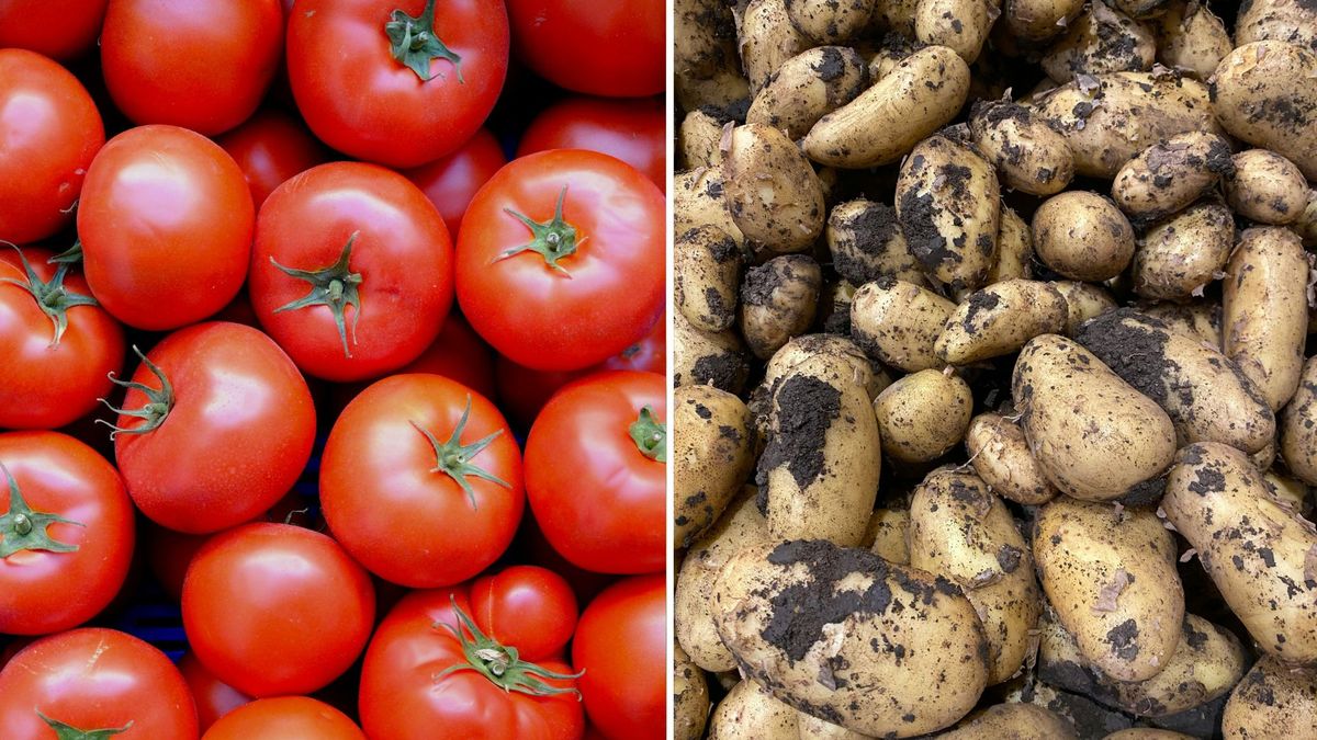 Es raro, pero también es verdad: científicos sostienen que las papas descienden del tomate