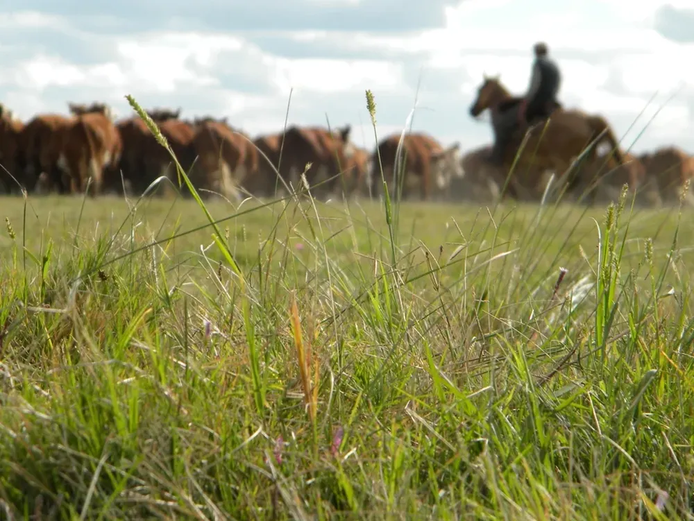 La buena disponibilidad forrajera genera tranquilidad entre los productores
