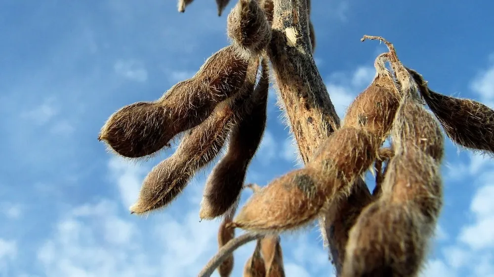 Granos: sigue la cosecha de soja en Uruguay, incluso en junio, por el atraso consecuencia de varias lluvias en otoño.