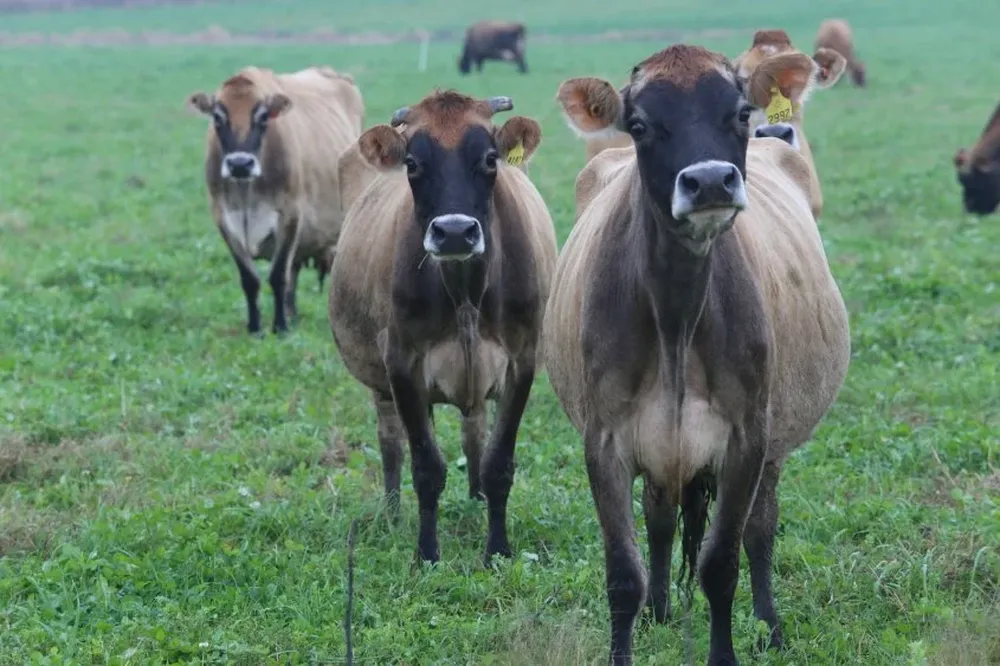 INIA elaboró recomendaciones en materia de gestión técnica y económica para los tambos