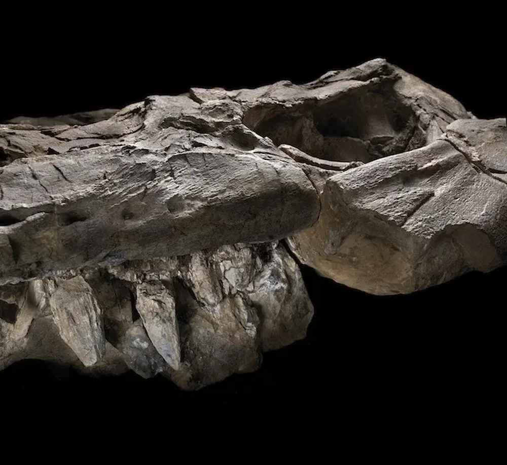 Una mandíbula repleta de dientes de 13 centímetros ayudaban a este depredador a alcanzar a su presa