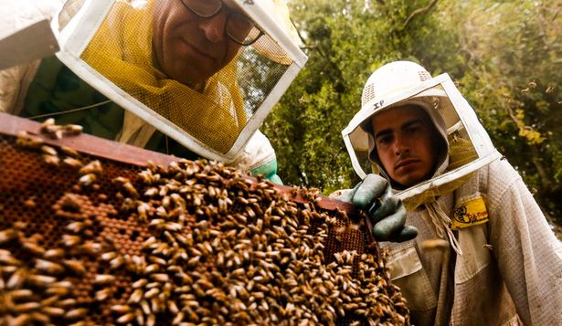 Apicultura: Uruguay exporta el 90% de la miel que produce.