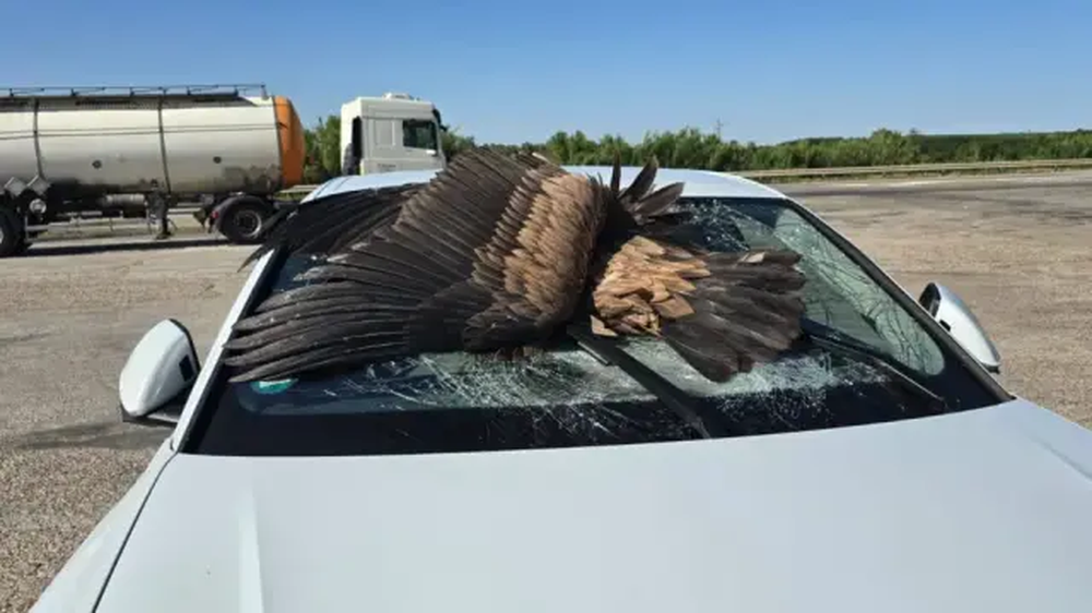 El buitre que impactó sobre el vehículo en Zaragoza.